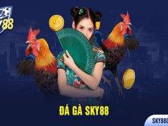 Sky88 Chicken Fighting – Accompanying the Invincible Roosters at Sky88