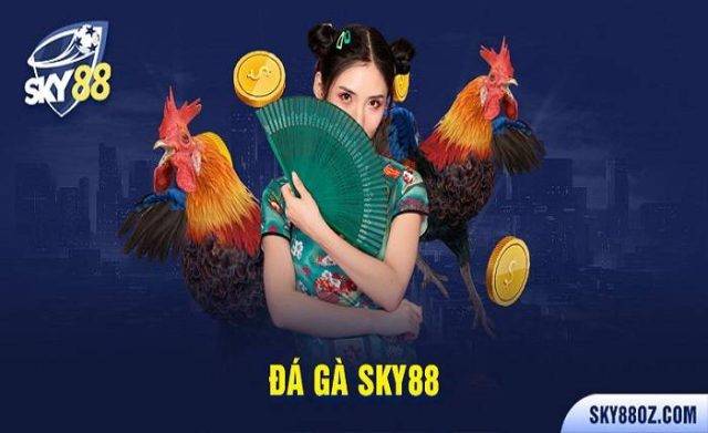 Sky88 Chicken Fighting - Accompanying the Invincible Roosters at Sky88